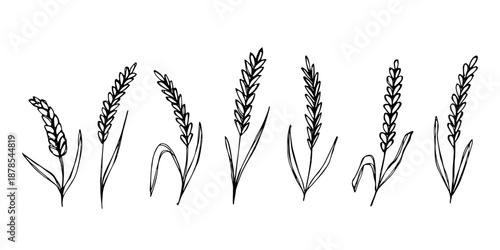 Set of hand drawn cereal wheat oat rye barley rice ears spikelet clipart Organic wheat bread agriculture farming harvest healthy food Single element for design print packaging label decor