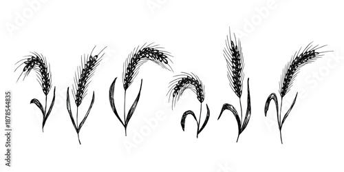 Set of hand drawn cereal wheat oat rye barley rice ears spikelet clipart Organic wheat bread agriculture farming harvest healthy food Single element for design print packaging label decor