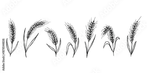 Set of hand drawn cereal wheat oat rye barley rice ears spikelet clipart Organic wheat bread agriculture farming harvest healthy food Single element for design print packaging label decor
