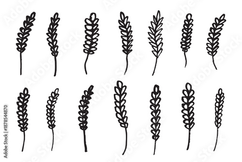 Set of hand drawn cereal wheat oat rye barley rice ears spikelet clipart Organic wheat bread agriculture farming harvest healthy food Single element for design print packaging label decor