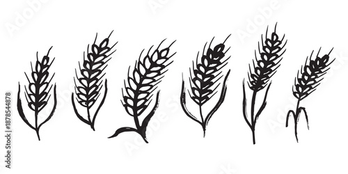 Set of hand drawn cereal wheat oat rye barley rice ears spikelet clipart Organic wheat bread agriculture farming harvest healthy food Single element for design print packaging label decor