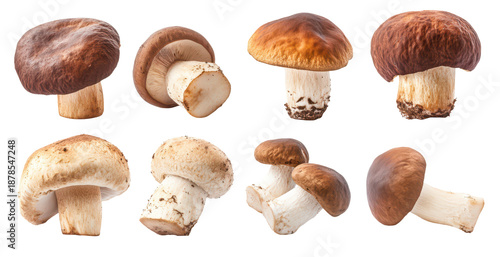 set of autumnal harvest mushrooms edible boletus porcin cap isolated on white