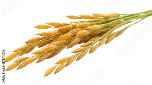 Obraz na plátně Golden paddy rice isolated PNG on transparent background, ripe grains for harves