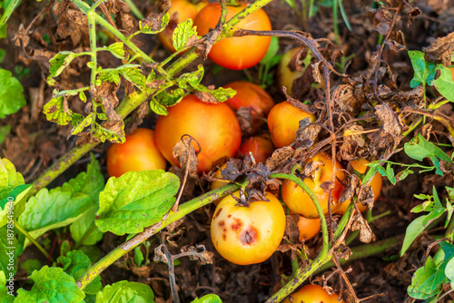 Rotting Orange Tomatoes Close-up Showing Disease and Plant Neglect