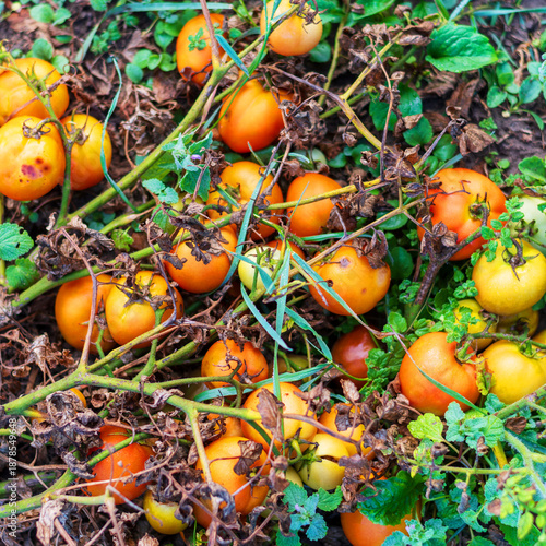 Overhead View of Orange Tomatoes Rotting on Dry Vines in Garden