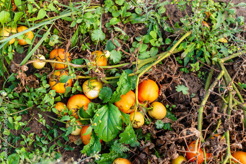 Vibrant Orange and Yellow Tomatoes Lying on the Ground in Weedy Garden