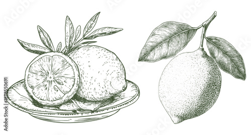 Vintage Hand Drawn Lemon Illustration Set, Engraving Style Citrus Fruits on Plate and Branch Vector