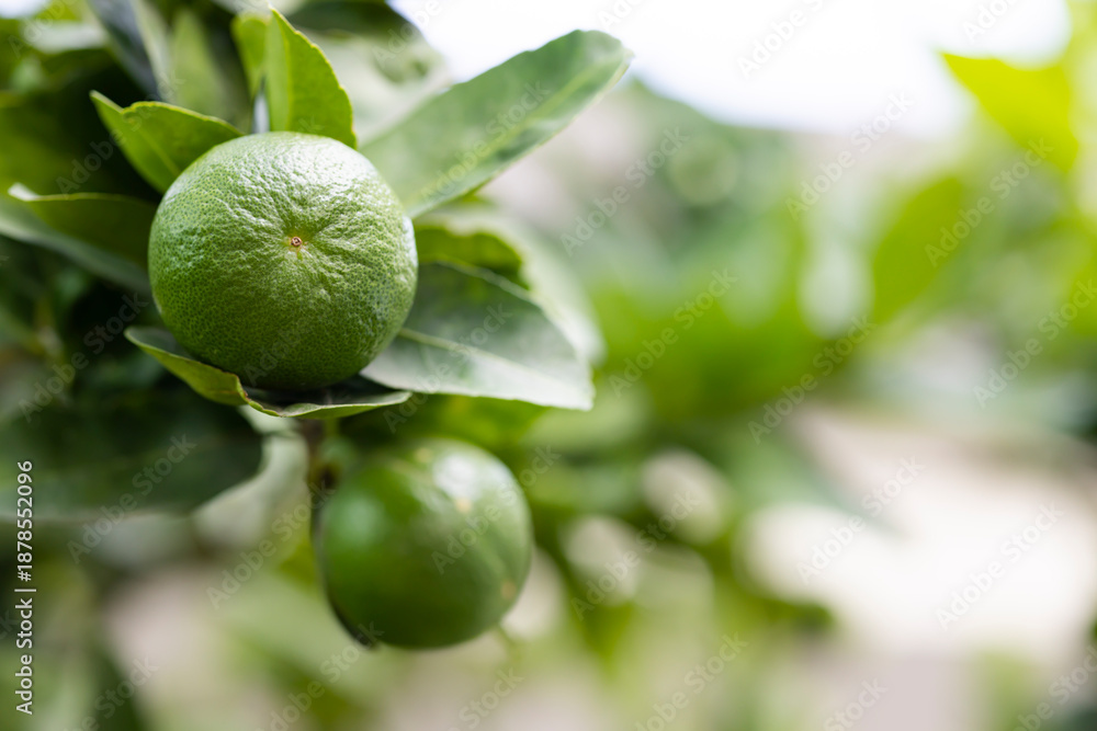 custom made wallpaper toronto digitalClose up of green limes and leaves on nature background