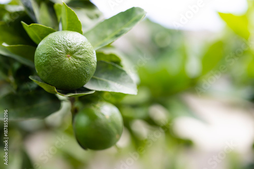 Wallpaper Mural Close up of green limes and leaves on nature background Torontodigital.ca