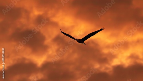 Silhouetted bird soars against a dramatic, fiery sunset sky