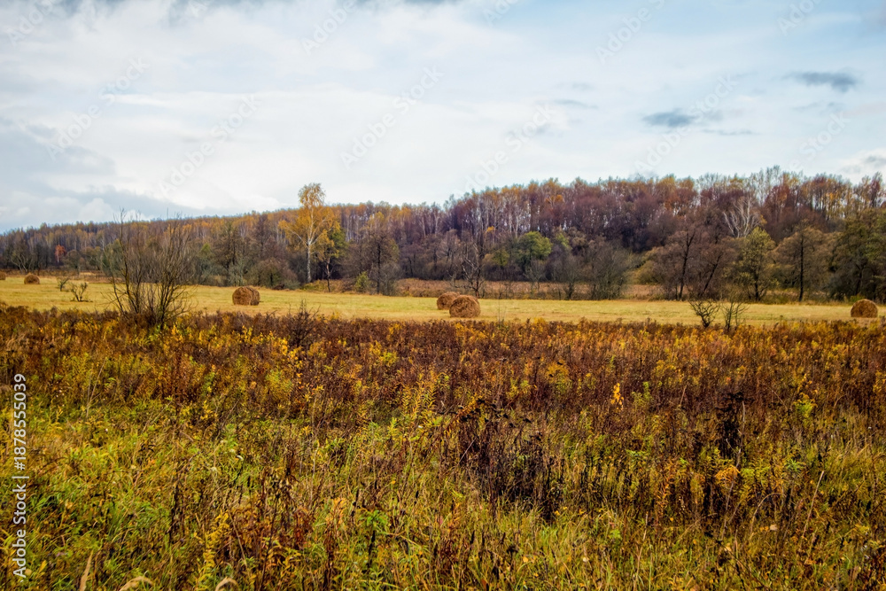 Fototapeta premium Bright birch forest in late autumn in cloudy weather