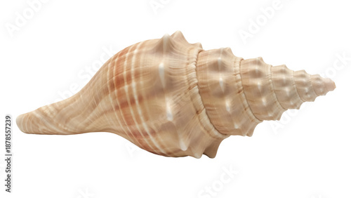 Foto Elegant beige conch shell isolated PNG, sea snail with intricate patterns on tra