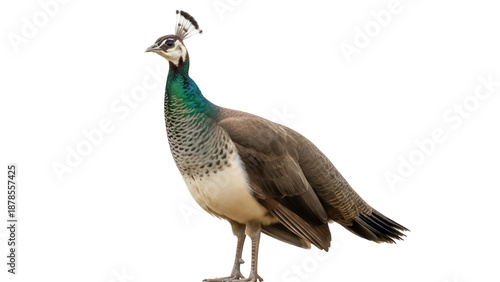 Принти на полотні Female Indian peafowl PNG isolated on transparent background, brown peacock with