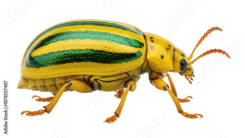 Fotografie Striped cucumber beetle PNG isolated on transparent background, yellow and green