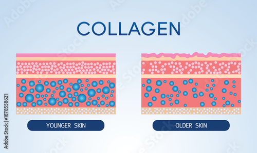 Collagen ,Protection Skin vector