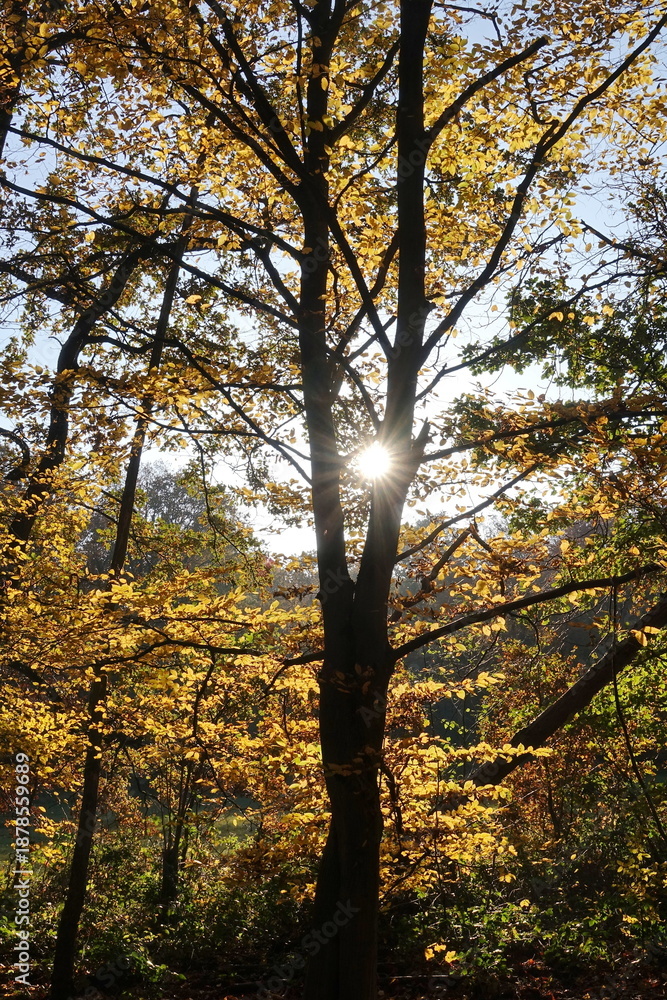 Fototapeta premium Herbstwald mit Sonne