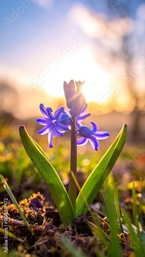 Small purple hyacinth flower, against a warm sunset, rising from the soil. Backlit, natural setting