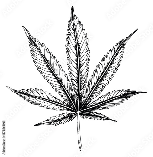 Hand drawn line art illustration of a cannabis leaf depicting natural botanical details for herbal designs