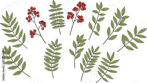 Collection of green rowan leaf branches and red berry clusters, organic autumn botanical elements for natural seasonal vector design.