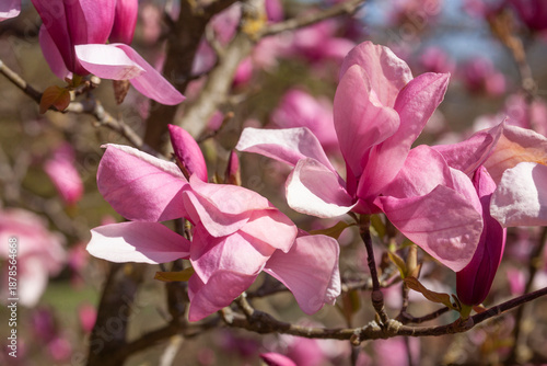 Rosa Magnolienblüten auf Baumzweigen im Frühling, Deutschland