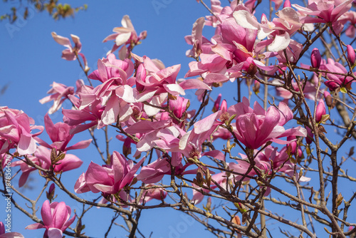 Rosa Magnolienblüten auf Baumzweigen im Frühling, Deutschland