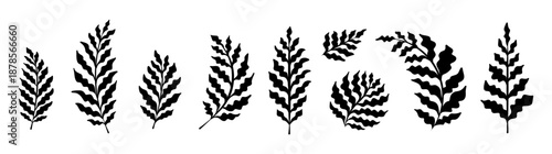 Set of fern design elements with flowing waves, abstract hand-drawn tropical leaves