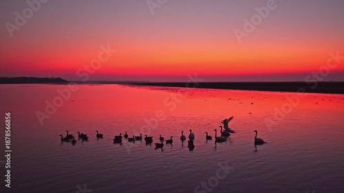 Geese and migratory birds on the lake at sunset
