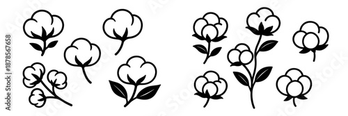 Cotton plants and blossoms in a vector illustration style