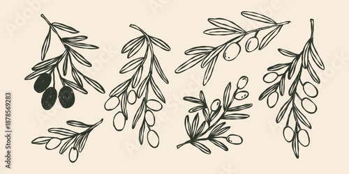 Whimsical Set of olives on a branch, branches with plant leaves. Hand drawn doodle line illustration.