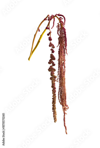 Red amaranth blossom with hanging tassel and velvet texture. Botanical closeup isolated on white