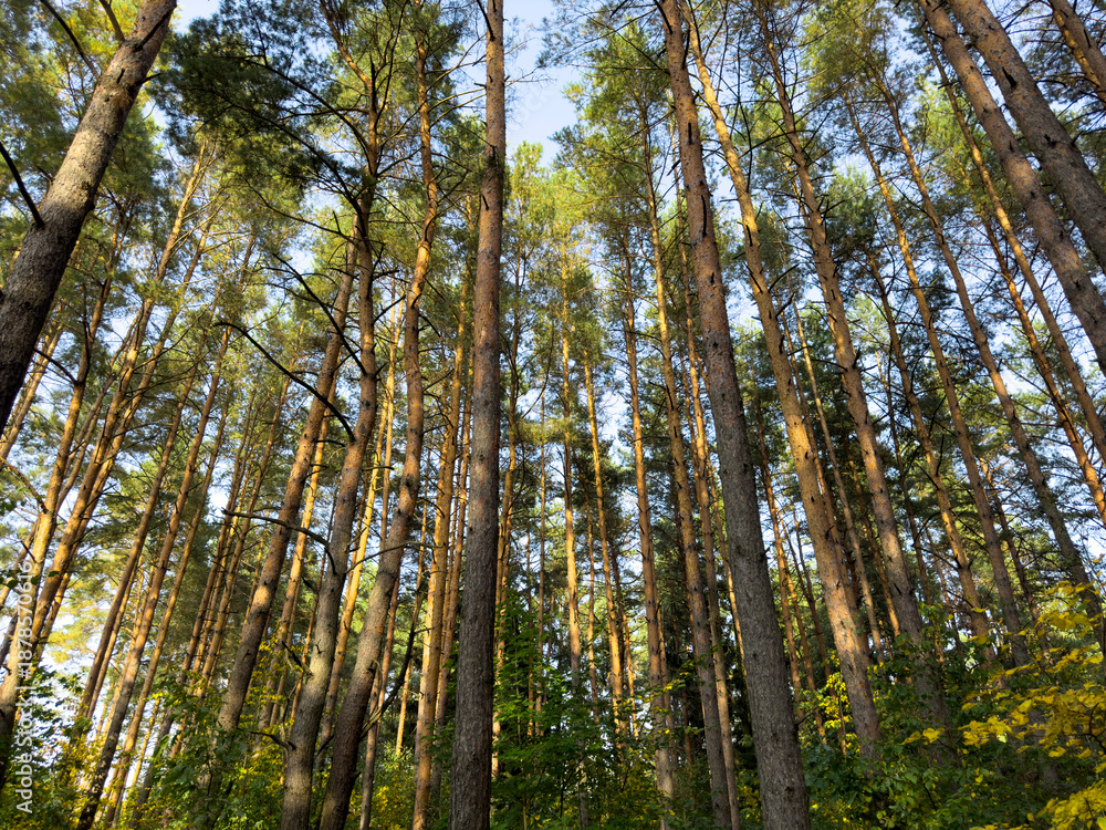 Fototapeta premium Tall pine trees rise vertically in a dense forest, forming a natural canopy against the blue sky.