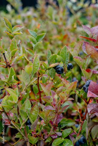 Ripe Blueberries on Bush with Dew Drops