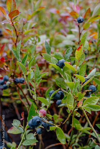 Ripe Blueberries on Bush with Dew Drops