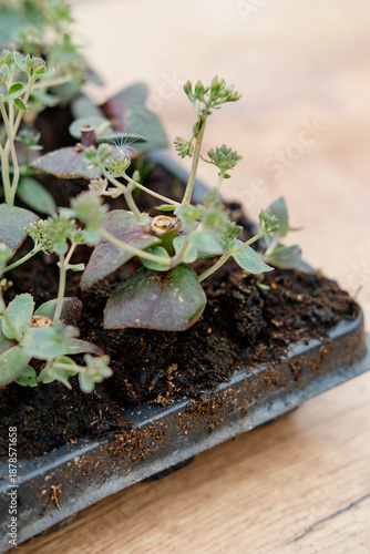 Young succulents in a seedling tray, plants in a multi-plate