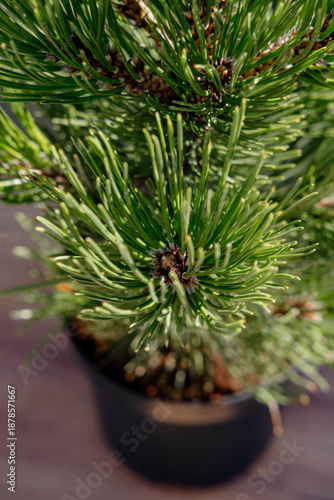 Bright green pine needles for planting in a pot