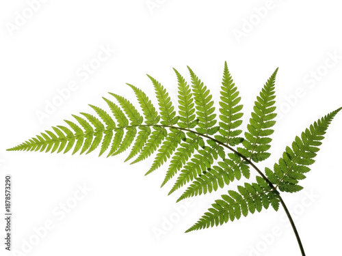Green fern leaf isolated on transparent background