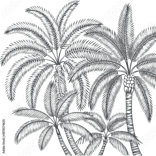 Detailed black and of palm trees with coconuts leaves tropical