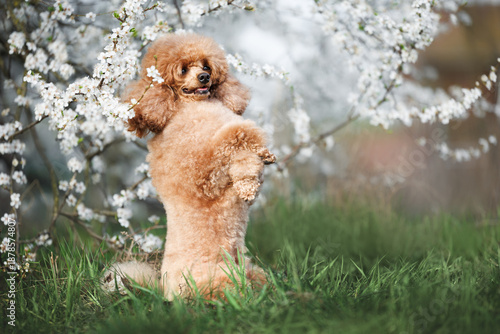 cute poodle dog begging under a blooming cherry tree