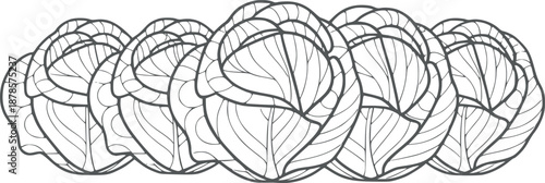 Detailed of Overlapping Green Cabbage Leaves with Central Veins