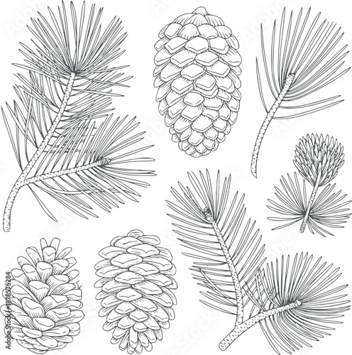Detailed of Pine Cones and Needles botanical
