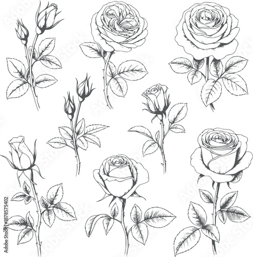 Eight black and roses in various stages of bloom with detailed leaves and stems flowers