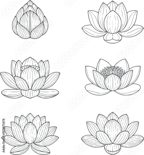 Minimalist black and lotus flower in various stages of bloom petals
