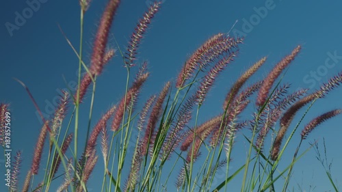 Wild meadow with tall grass flowers swaying under a clear sky, symbolizing freedom and tranquility in nature