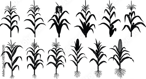 Silhouette collection of corn plants showing growth stages, root structures, and crop development for agriculture, farming, biology, and education