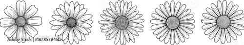 Daisy, flower, chamomile, nature, floral, botanical, garden, spring, summer, bloom, plant, petals, blossom, beauty, wildflower, line, art, black, white, vector