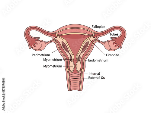 Diagram illustrating the layers and structures of the human uterus and adjacent tubes
