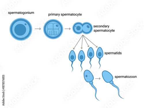 Diagram illustrating the stages of spermatogenesis from spermatogonium to spermatozoon