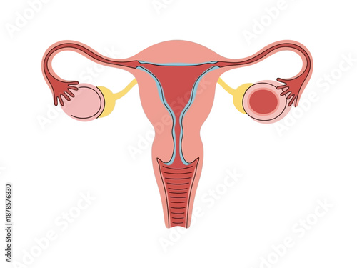 Diagram of the human female reproductive system organs