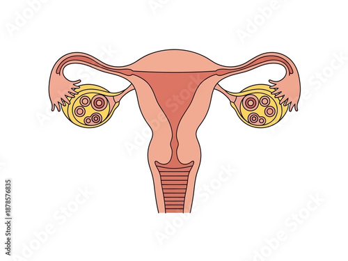 Diagram of the human female reproductive system showing uterus fallopian tubes and ovaries