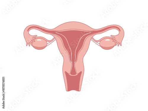 Diagram of the human female reproductive system uterus fallopian tubes and ovaries